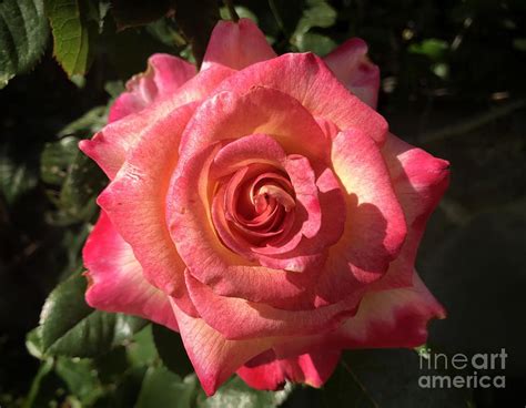 Neon Coral Pink Rose Beauty Of Nature 2019 By Sofia Metal Queen