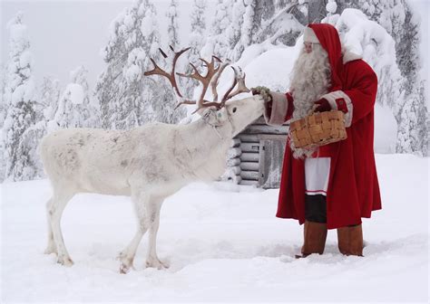 santa claus feeding reindeer at the top ritavaara in pello in lapland travel pello lapland