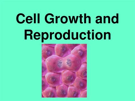Ppt Cell Growth And Reproduction Powerpoint Presentation Free