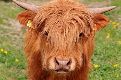 The Highland Cow Is A Scottish Breed Of Rustic Cattle The Cattle Have