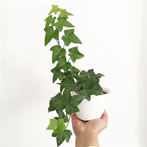 How To Care For Your English Ivy Plant Omysa