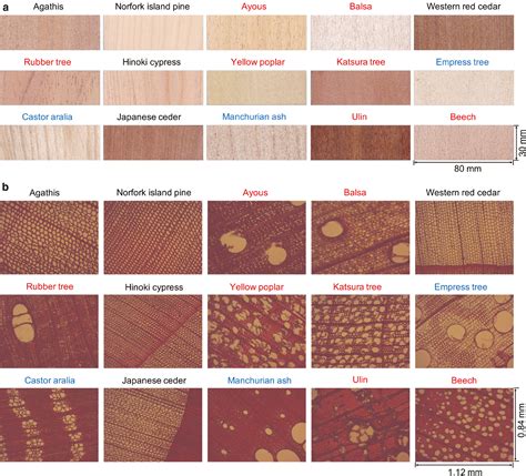Rapid identification of wood species by near-infrared spatially