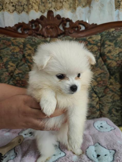 Pomeranian X Japanese Spitz Dasma Philippines Buy And Sell