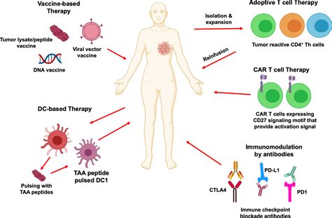 Frontiers Differentiation And Regulation Of Th Cells A Balancing Act For Cancer Immunotherapy