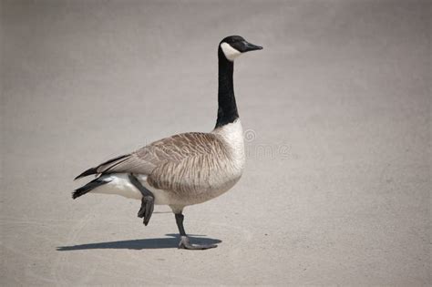 Canada Goose Standing On One Leg Stock Image Image Of Outdoors Goose