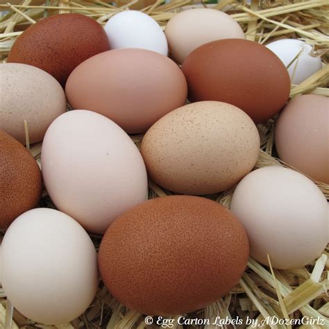 Brown Eggshells Contain The Pigment Protoporphyrin A By Product Of