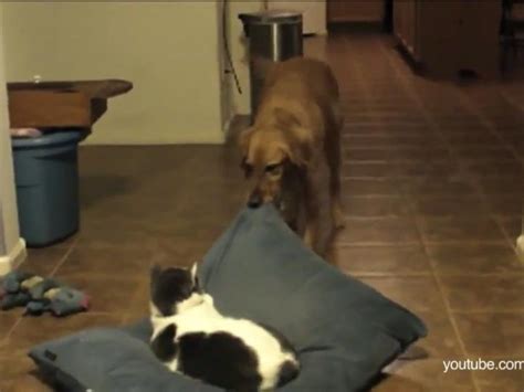 Cat Compilation Stealing Dog Beds Acting Like Jerks The Hollywood