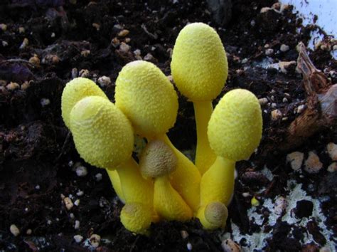 Examples Of Yellow Fungi Mushrooms Leucocoprinus Birnbaumii Wild