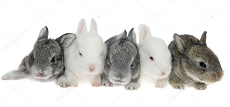 Five Little Rabbits In A Row — Stock Photo © Aptypkok 3306203