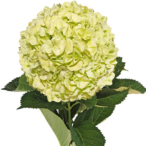 Fresh Cut Airbrushed Lime Green Hydrangeas Pack Of 15 By InBloom Group