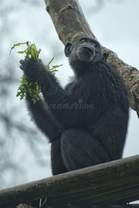Ape Chimpanzee Monkey Stock Photo Image Of Primate Animals 38672736