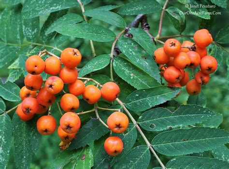 What fruit trees to plant? 15 Trees for a Wildlife-Friendly, Edible Landsape