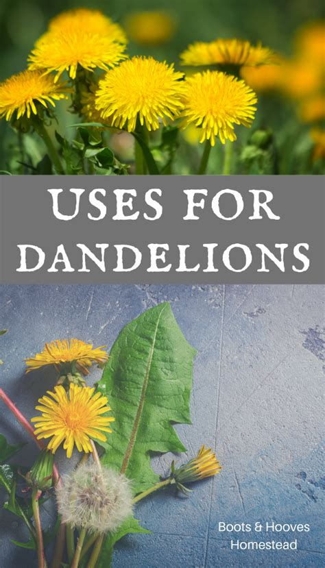 Dandelion Uses And Benefits Dandelion Uses Dandelion Recipes Planting