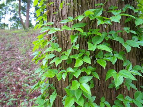Aug 05, 2019 · poison ivy turns a very red, vibrant color in the fall and is rather pretty. Poison Ivy Remedy | Poison ivy plants, Poison oak, Poison ...