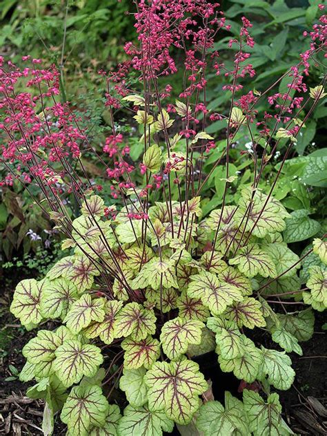 From flowers to ferns, choose from our but shady gardens also deserve some love. New Shade-Loving Perennial Varieties for 2013