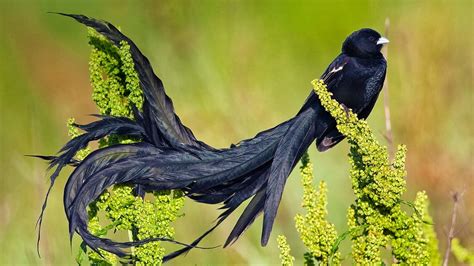 Les Plus Beaux Oiseaux Exotiques Animaux Favoris