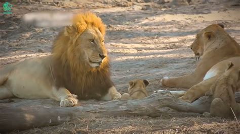 Scary Moment Lion Giving Birth Is Attacked But Risked His Life To