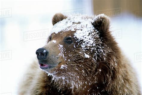 Grizzly Bear Standing With Face Covered In Snow At The Alaska Wildlife
