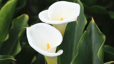 Calla Lily How To Plant Grow And Care For Calla Lily Flower Bulbs