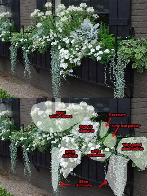 Best Beautiful Cascading Flowers For Window Boxes Ideas 9 Container