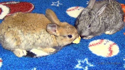 Bunny Rabbits Eating Bananas Really Cute Baby Bunnies