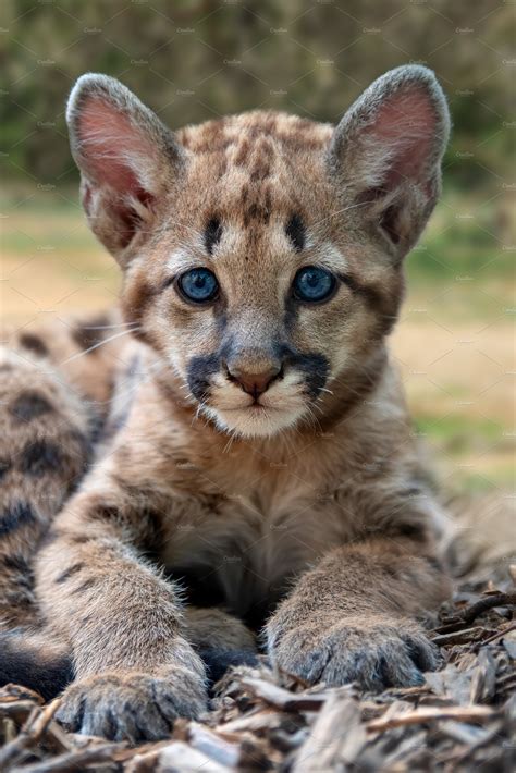 Baby Cougar Mountain Lion Or Puma High Quality Animal Stock Photos