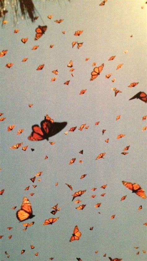 Butterfly Wallpaper Collage Butterfly Info