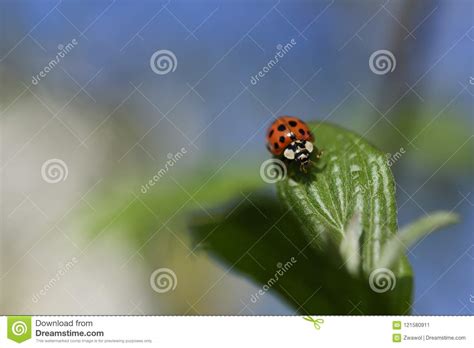Ladybug In The Spring Stock Image Image Of Flower Macro 121580911
