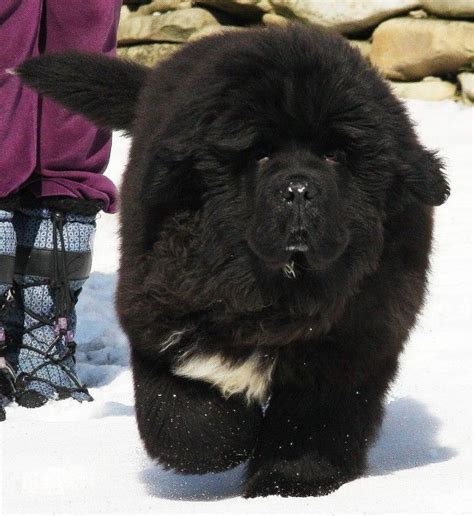 Large Black Fluffy Dog Breeds Canvas Insight