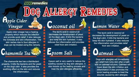 The Home Remedies For Dog Allergies Consist Of Some Natural Remedies
