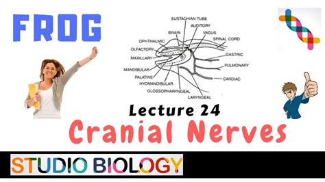 Class 11 Zoology Lectures Discuss The Function Of Frog Cranial Nerves