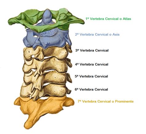 Vertebras Cervicais C1 A C7