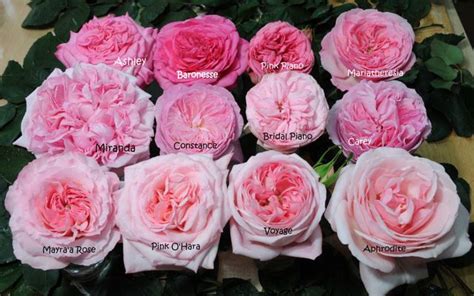 3736 Best Florist Images On Pinterest Flower Shops Floral Supplies