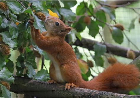 Red Squirrel Walk Through Planned For Wildwood Discover