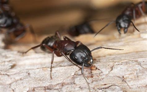 Blog - 3 Signs Carpenter Ants in Elizabeth City Leave ...