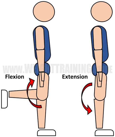 Joint Articulations And The Three Planes Of Motion Muscle Activation