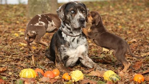Catahoula Leopard Dog Profile All About Dog