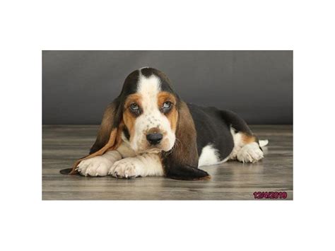 Basset Hound Dog Male Tri Colored 2553884 Petland Lewis Center