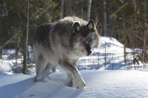 Gray Wolf Stock Photo By ©photowest 4992653
