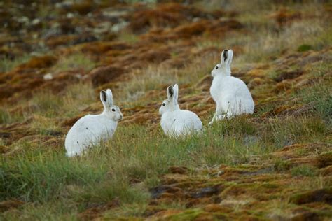 Grönlands Tierwelt Landsäugetiere Grönland Besuchen