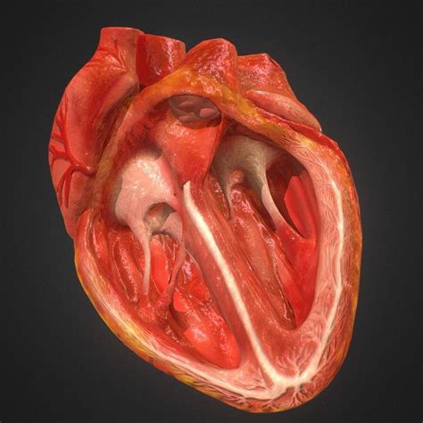 Realistic Looking Medium Poly 3d Animated Heart My Workflow And A