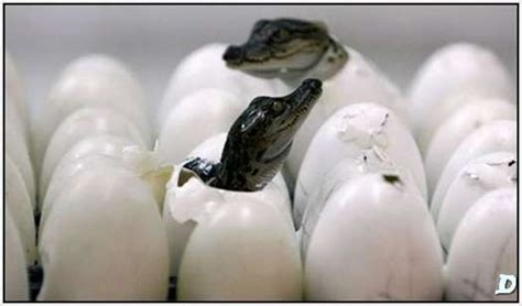 Nile Crocodile Hatching From Egg