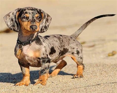 Blue And Tan Dapple Long Haired Dachshund The Perfect Companion For