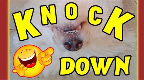 Check spelling or type a new query. KNOCK DOWN Charm Dog Sleeping Position - YouTube