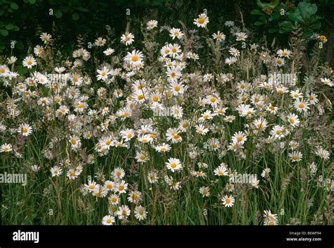 Close Up Of White Marguerites In Wild Flower Border Stock Photo Alamy