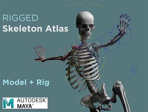 3d Model Rigged Skeleton Skeletal System Skeleton Rig Vr Ar Low