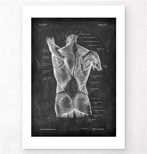 Back Muscles Anatomy Chalkboard Style Codex Anatomicus