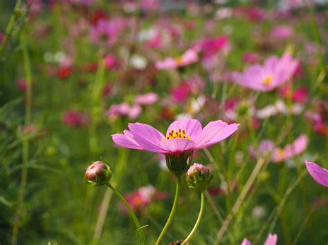 สีที่ไม่นิยมนำมาใช้สำหรับผู้ที่เกิดวันอังคาร ได้แก่ สีเหลือง สีขาว ๔. ภาพถ่ายในสต็อก วันอังคารสีชมพูววววววววววว ^^ - Pantip