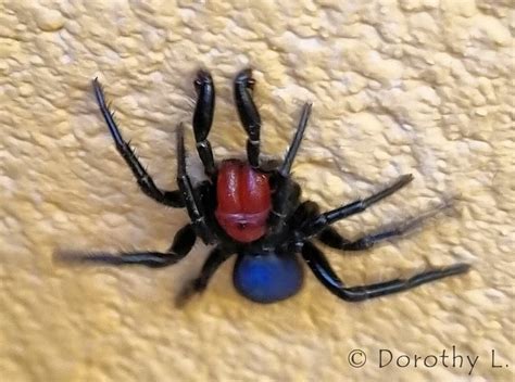 Missulena Occatoria Red Headed Mouse Spider Ausemade