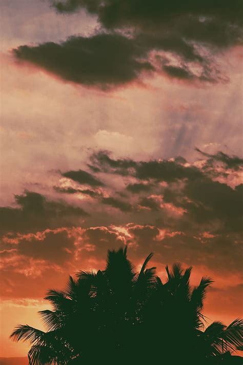 1920x1080px Free Download Hd Wallpaper Palm Trees Clouds Sunset